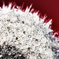 Buy canvas prints of Abstract close up of a Dandelion head, with dew. by Phill Thornton