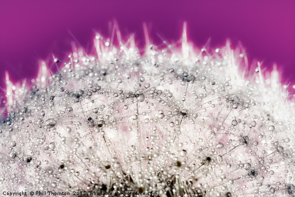 Abstract close up of a Dandelion head, with dew. Picture Board by Phill Thornton