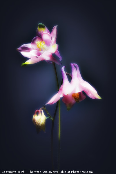 Double Aquilegia stem. Picture Board by Phill Thornton