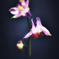 Buy canvas prints of Double Aquilegia stem. by Phill Thornton