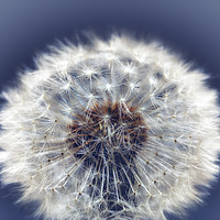 Buy canvas prints of Close up of a Dandelion head No. 2 by Phill Thornton