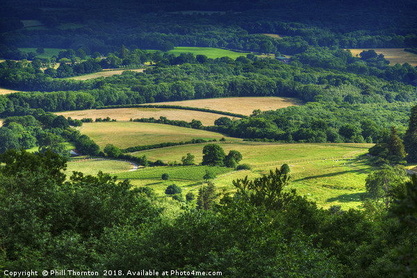 Rolling fields of the South Downs in mid summer. Picture Board by Phill Thornton