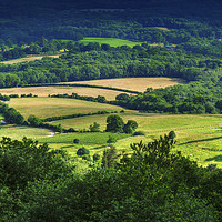 Buy canvas prints of Rolling fields of the South Downs in mid summer. by Phill Thornton
