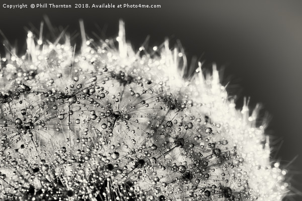 Abstract close up of a Dandelion head, with dew Picture Board by Phill Thornton