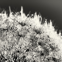 Buy canvas prints of Abstract close up of a Dandelion head, with dew by Phill Thornton