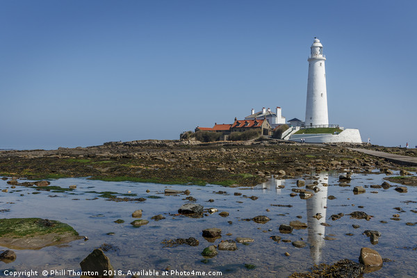 St Mary's Island and Lighthouse in mid summer. Picture Board by Phill Thornton