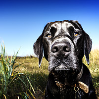 Buy canvas prints of Portrait of a Black Lab by Phill Thornton