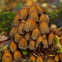 Buy canvas prints of Wild mushrooms by Phill Thornton