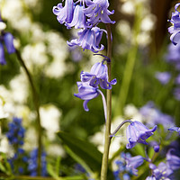 Buy canvas prints of Bluebells in spring No. 2 by Phill Thornton