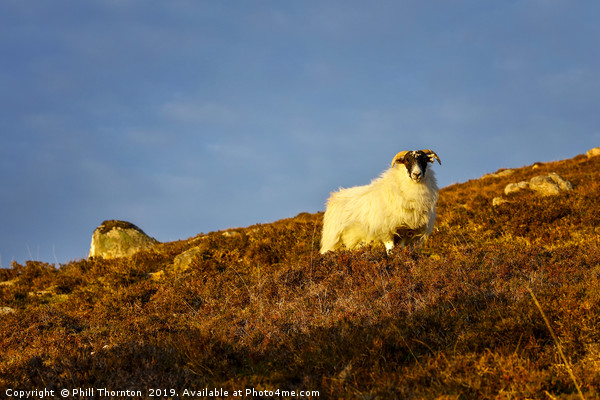 A Highland sheep on the Scottish Highlands. Picture Board by Phill Thornton