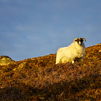 Buy canvas prints of A Highland sheep on the Scottish Highlands. by Phill Thornton