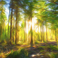 Buy canvas prints of Sunset in the woods by Phill Thornton