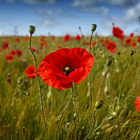 Buy canvas prints of Poppies in the summer sunshine. by Phill Thornton