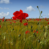 Buy canvas prints of Poppies in the summer sunshine. No. 2 by Phill Thornton