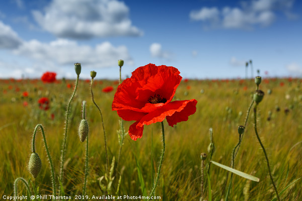 Poppies in the summer sunshine. No. 3 Picture Board by Phill Thornton
