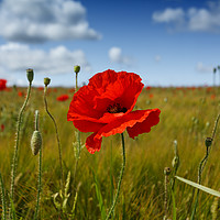 Buy canvas prints of Poppies in the summer sunshine. No. 3 by Phill Thornton
