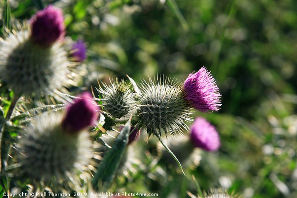 The Scottish Thistle. Picture Board by Phill Thornton