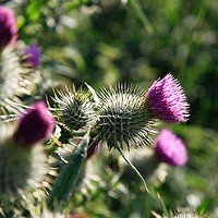 Buy canvas prints of The Scottish Thistle. by Phill Thornton