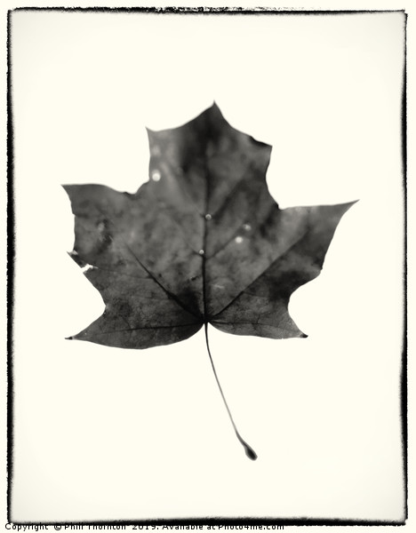 Maple Leaf on White. Picture Board by Phill Thornton
