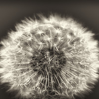 Buy canvas prints of Close up of a Dandelion head No. 2 (B&W) by Phill Thornton