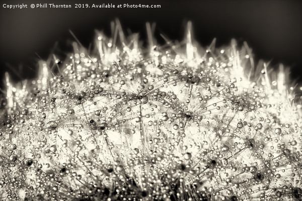 Abstract close up of a Dandelion head, with dew Picture Board by Phill Thornton