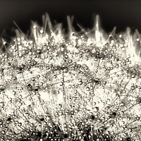 Buy canvas prints of Abstract close up of a Dandelion head, with dew by Phill Thornton