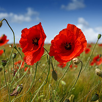 Buy canvas prints of Poppies in the summer sunshine. No. 4 by Phill Thornton