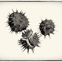 Buy canvas prints of Three Conkers B&W by Phill Thornton