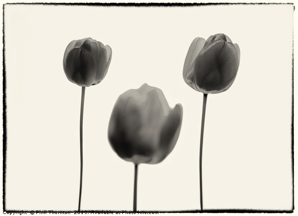 Three Red Tulips B&W version. Picture Board by Phill Thornton