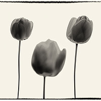 Buy canvas prints of Three Red Tulips B&W version. by Phill Thornton
