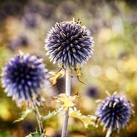Buy canvas prints of Close up of a Thistle head.  by Phill Thornton