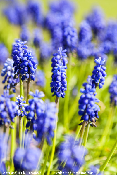 A bunch of flowering  grape hyacinths. Picture Board by Phill Thornton