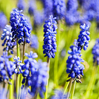 Buy canvas prints of A bunch of flowering  grape hyacinths. by Phill Thornton