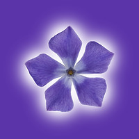 Buy canvas prints of Isolated Periwinkle blossom on a purple packground by Phill Thornton