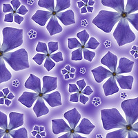 Buy canvas prints of A pattern of isolated Periwinkle blossom on a purp by Phill Thornton
