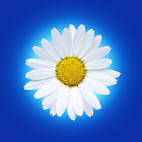 Buy canvas prints of Isolated white daisy flower on a blue background. by Phill Thornton
