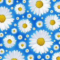 Buy canvas prints of A pattern of isolated white daisy flower on a blue by Phill Thornton