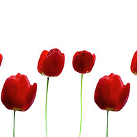 Buy canvas prints of Three Red Tulips on white, repeated pattern. by Phill Thornton