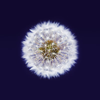 Buy canvas prints of Isolated Dandelion seed head on a purple backgroun by Phill Thornton
