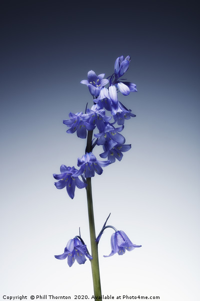 The beautiful british Bluebell. Picture Board by Phill Thornton