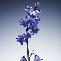 Buy canvas prints of The beautiful british Bluebell. by Phill Thornton