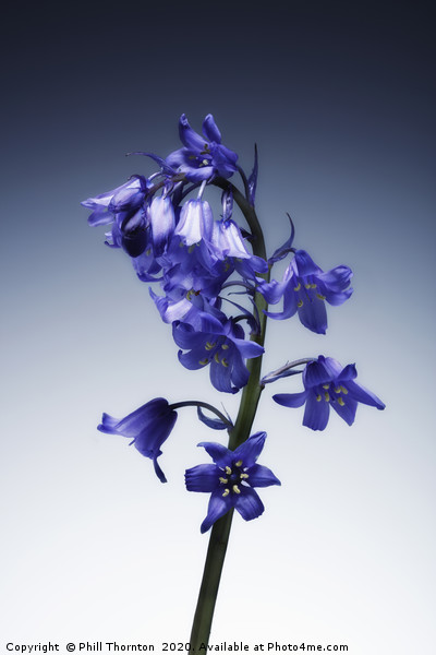 The beautiful british Bluebell. No.2 Picture Board by Phill Thornton