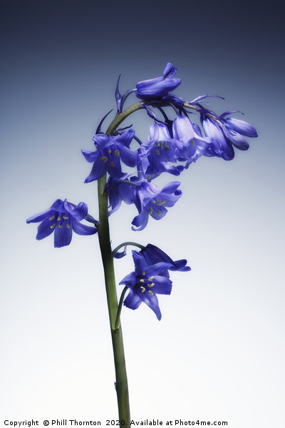 The beautiful british Bluebell. No.3 Picture Board by Phill Thornton