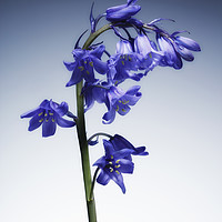 Buy canvas prints of The beautiful british Bluebell. No.3 by Phill Thornton