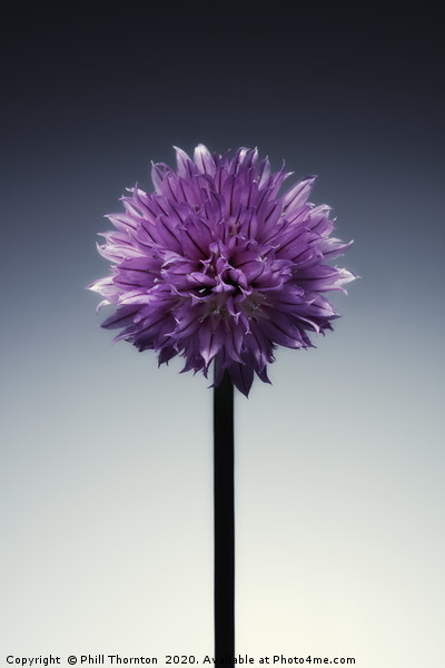 Single flowering Chive herb, on grad tint. Picture Board by Phill Thornton