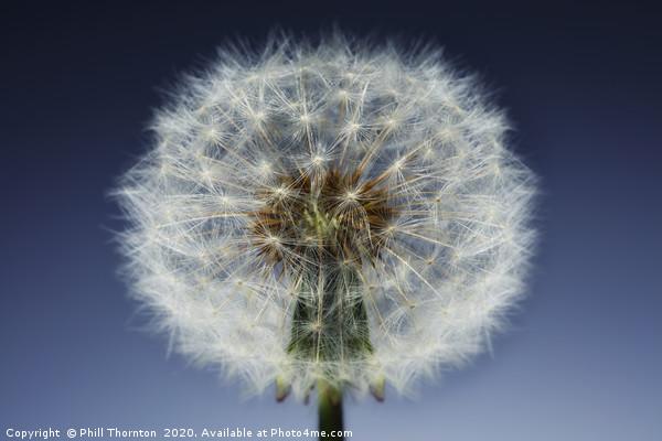 Close up of a Dandelion seed head. No. 3. Picture Board by Phill Thornton