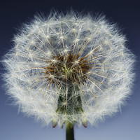 Buy canvas prints of Close up of a Dandelion seed head. No. 3. by Phill Thornton