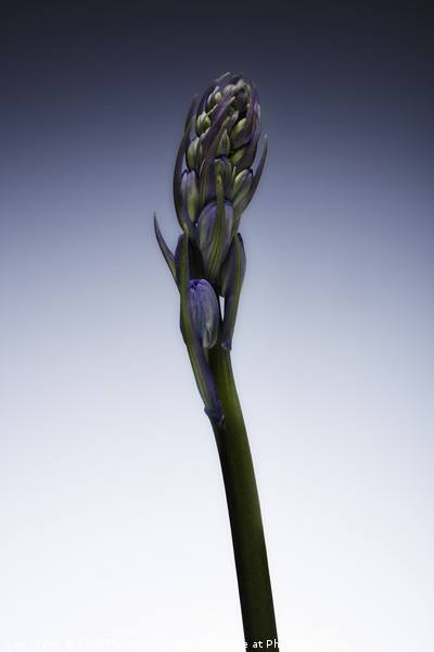 The beautiful british Bluebell just before it blos Picture Board by Phill Thornton