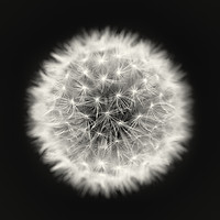 Buy canvas prints of Isolated Dandelion seed head on a black background by Phill Thornton