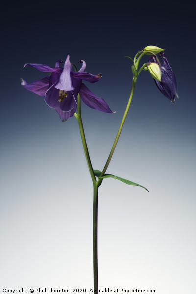 Single Purple Aquilegia stem. Picture Board by Phill Thornton